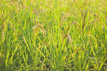Closeup view of rice paddy in the rice terraces of Thailand,Harvest season of rice nature food background.Organic farm in Asian of Thai people.Blur  style.
