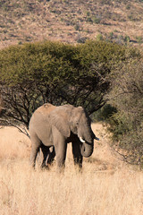 Obraz na płótnie Canvas Bull Elephants eating leaves from trees