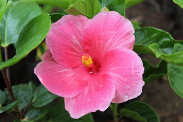 red hibiscus flower in the garden