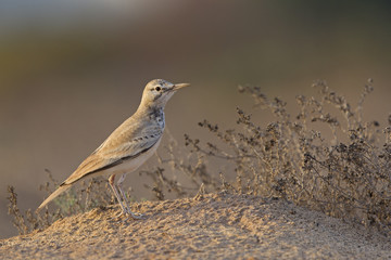 A greater hoopoe-lark (Alaemon alaudipes) foraging in the morning sun on the island of Cape verde Africa.