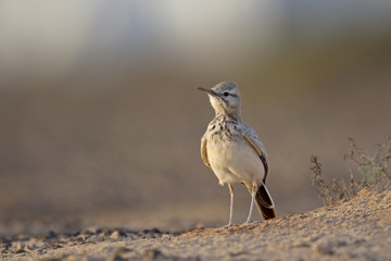 A greater hoopoe-lark (Alaemon alaudipes) foraging in the morning sun on the island of Cape verde Africa.