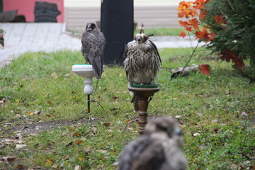 russian falconry