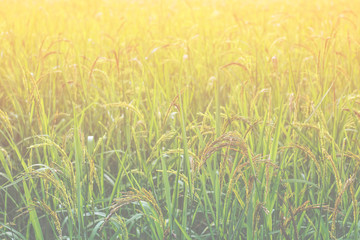 Closeup view of rice paddy in the rice terraces of Thailand,Harvest season of rice nature food background.Organic farm in Asian of Thai people.Blur  style.