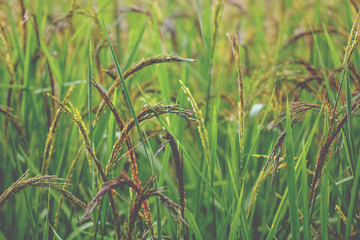 Closeup view of rice paddy in the rice terraces of Thailand,Harvest season of rice nature food background.Organic farm in Asian of Thai people.Blur  style.