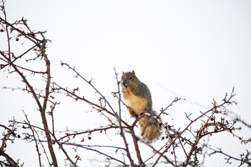 Squirrel in tree eating berries winter