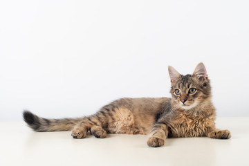 Little four month mixed breed kitten portrait