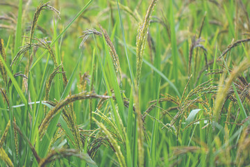 Closeup view of rice paddy in the rice terraces of Thailand,Harvest season of rice nature food background.Organic farm in Asian of Thai people.Blur  style.