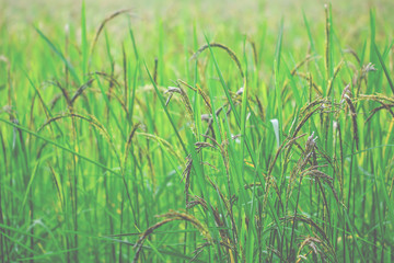 Closeup view of rice paddy in the rice terraces of Thailand,Harvest season of rice nature food background.Organic farm in Asian of Thai people.Blur  style.