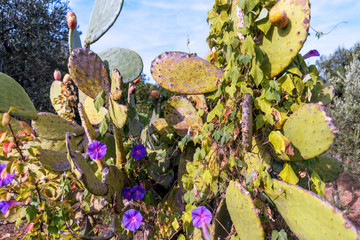 Fig tree in the medieval center of the white village of Locorotondo
