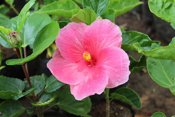 pink flower in the garden