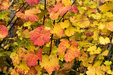 Colorful vineyard in autumn season