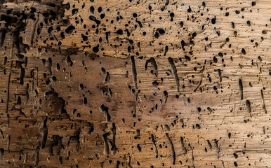 Piece of wood attacked by worms