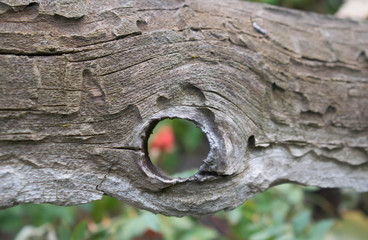 Fototapeta premium tree with a round hole through which you can see a bush of wild rose with berries for design background