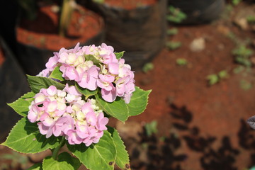 pink flowers bunch in the garden
