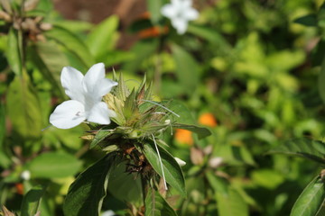 White Indian koranti flower in garden