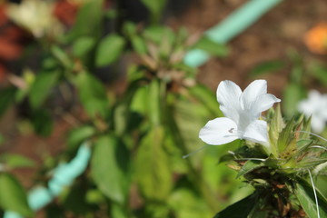 white flower in garden