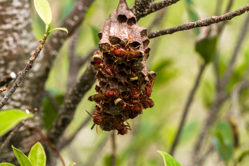 Many wasps in the nest on green leaf.