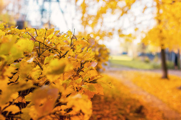 Naklejka na ściany i meble Yellow leaves are not a bush, autumn is expensive in the park, selective focus