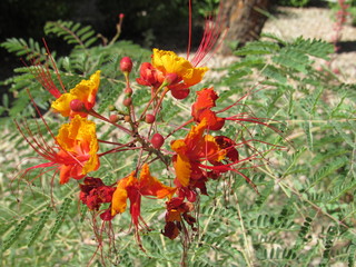 The red bird of paradise plant (Caesalpinia pulcherrima) growing outside in Phoenix, Arizona 