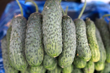 Details of cucumber