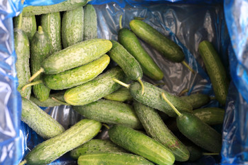 Cucumber in box