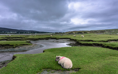Scenic view of sheep on green meadow, Achill Island, County Mayo, Ireland