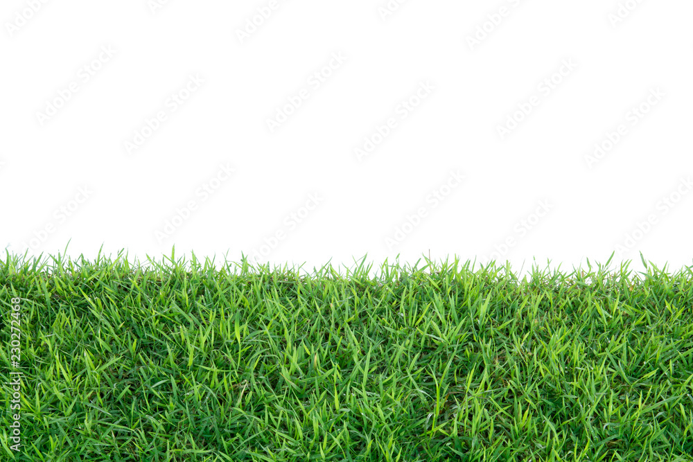 Wall mural grass isolated on white background.