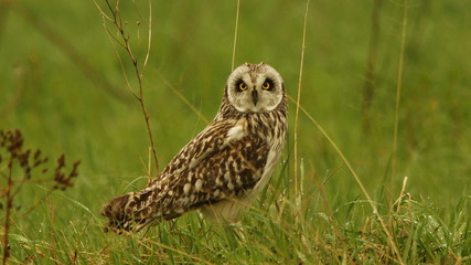 Болотная сова