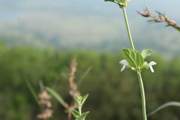 wild flower on background of fort area
