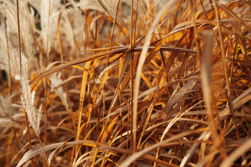 Fototapeta premium Closeup of dry grass. Photo with shallow depth of field.