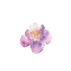 Watercolor flower. Purple beautiful hand drawn rose. Design for 