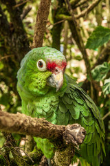 Green parrot sitting on a tree branch on the jungle