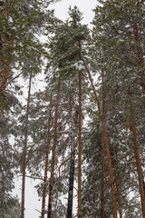 tall pine trees in the snow in a coniferous forest
