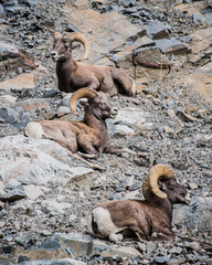 three big horn sheep 