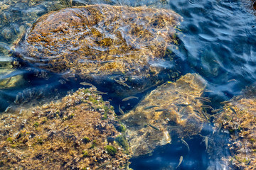 A lot of little fish. Rocky Coast. Adriatic Sea