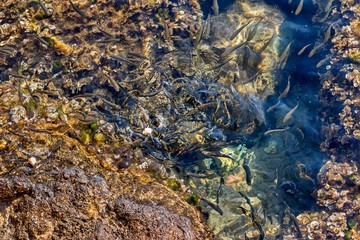 Fototapeta premium A lot of little fish. Rocky Coast. Adriatic Sea