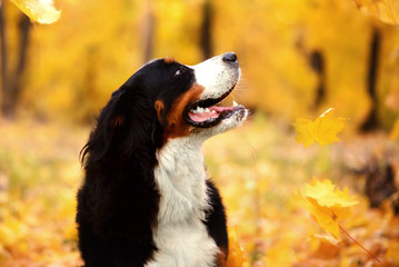 Bernese mountain dog Sennenhund sitting and watching falling autumn leaves in the park. Side view. Yellow trees in the background
