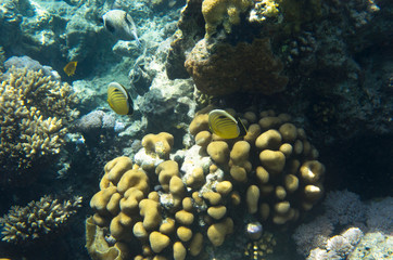 Australian coral fish, Chaetodon austriacus