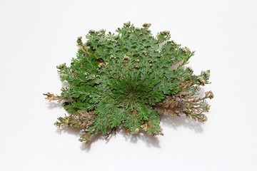 Die Rose von Jericho
