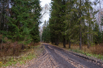 Mud road through a forest