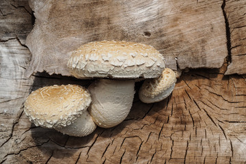 Pappel-Schüppling, Hemipholiota populnea 