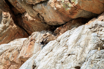 Vultures on rocks