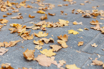 Fallen leaves on the sidewalk
