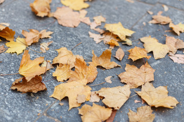 Fallen leaves on the sidewalk
