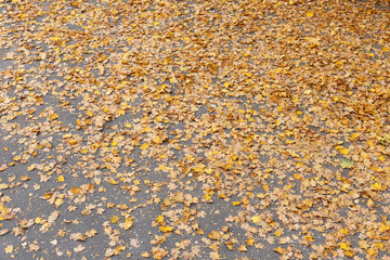 Fallen leaves on the sidewalk