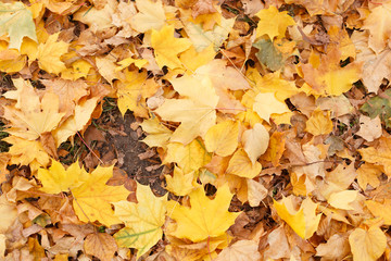 Background of a fallen leaves close