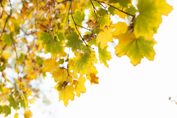 Bright autumn leaves on the branch