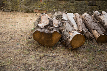 horizontal image with particular of tree trunks cut to make firewood