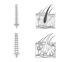 Vector illustration of body and human sign. Collection of body and medical stock symbol for web.