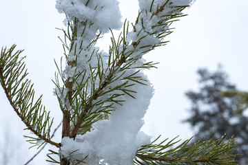 pine branch in the snow close up